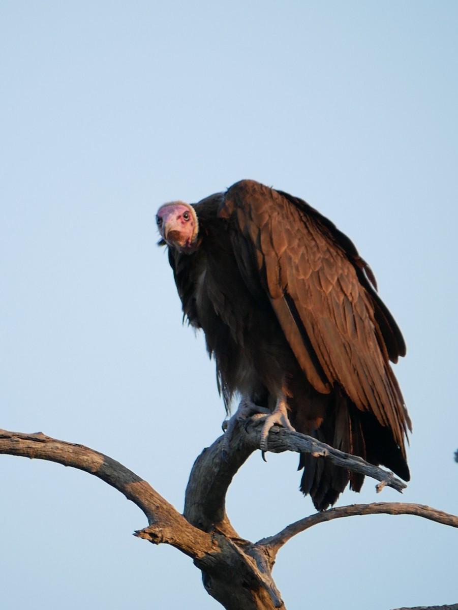 Hooded Vulture - ML620982623