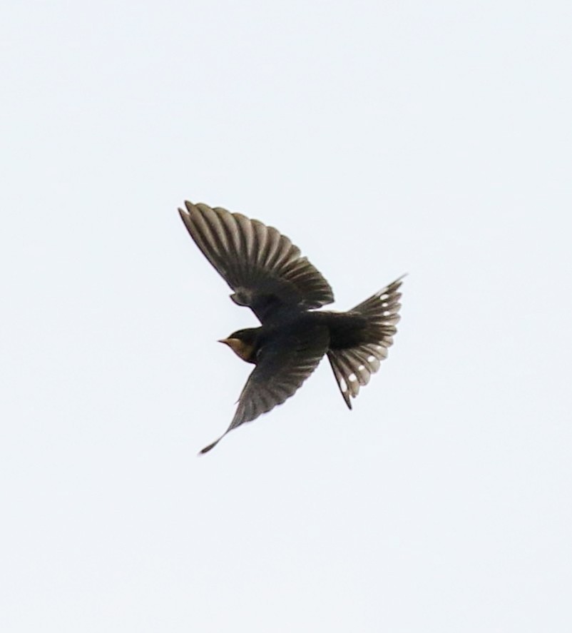 Barn Swallow - ML620982649
