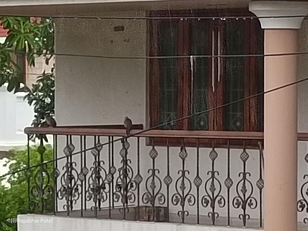 Laughing Dove - ML620982657