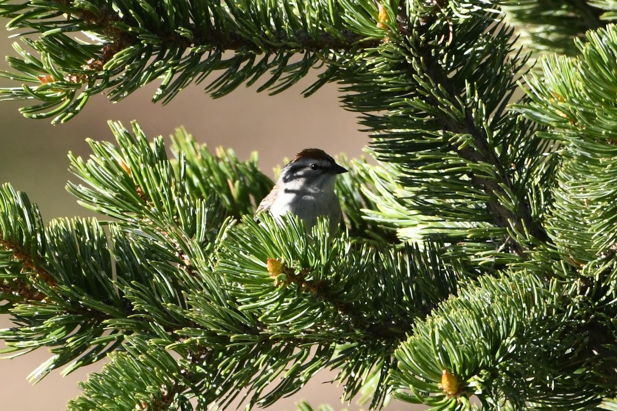 Chipping Sparrow - ML620982659