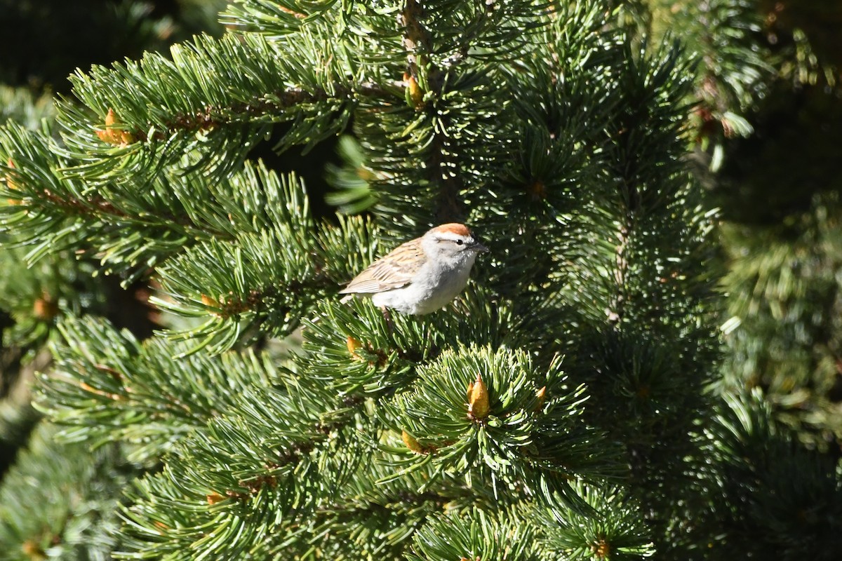 Chipping Sparrow - ML620982661
