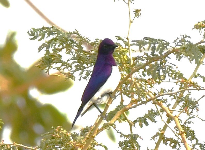 Violet-backed Starling - ML620982674