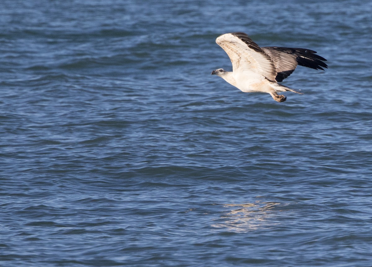 White-bellied Sea-Eagle - Chris Barnes