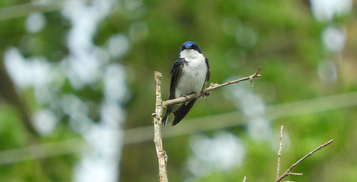 Northern Rough-winged Swallow - ML620982716