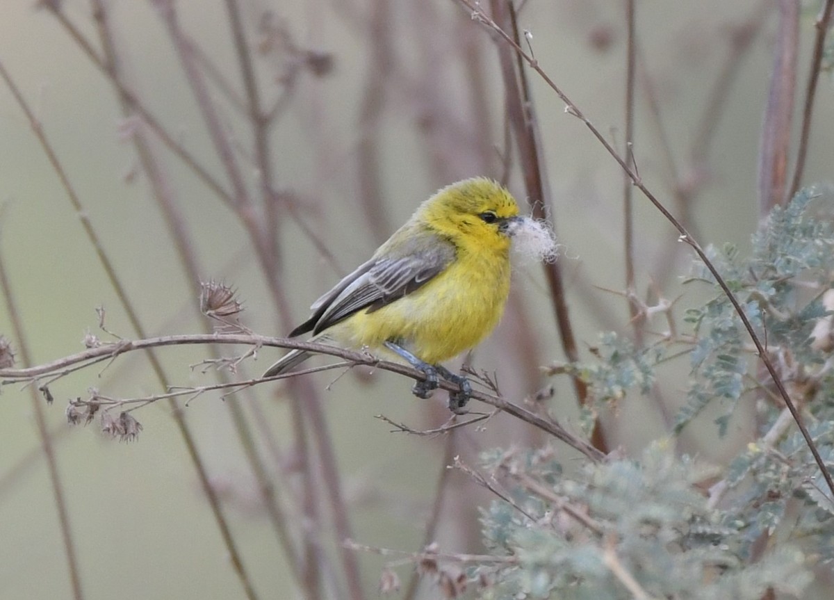 Yellow Penduline-Tit - ML620982722