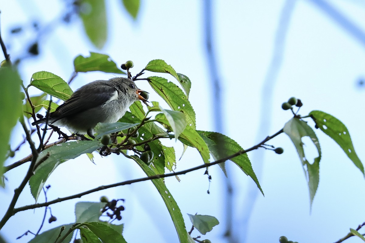 Gray-sided Flowerpecker - ML620982760