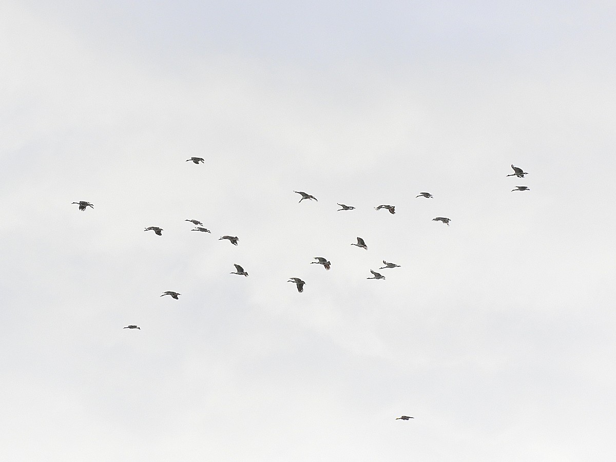 Magpie Goose - Birds Queensland