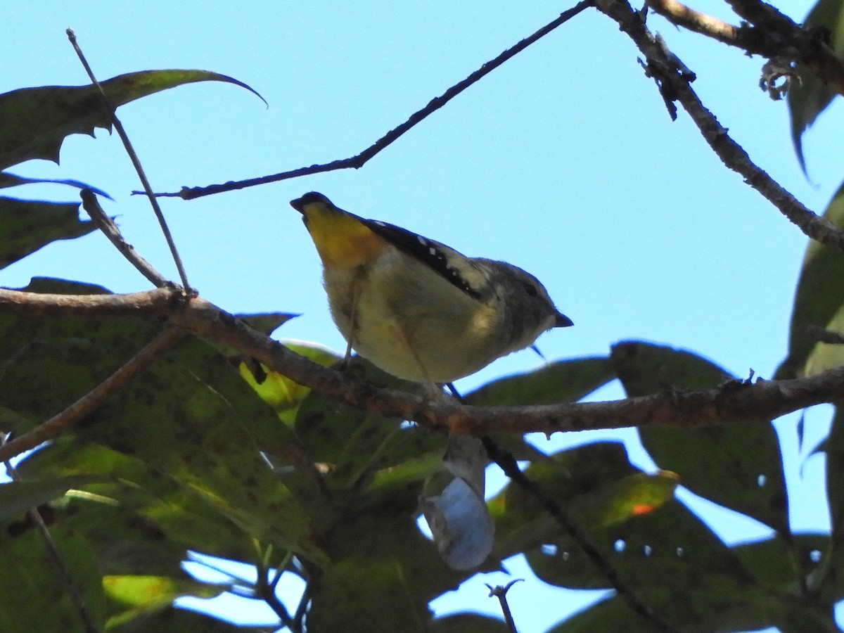 Spotted Pardalote (Spotted) - ML620982789