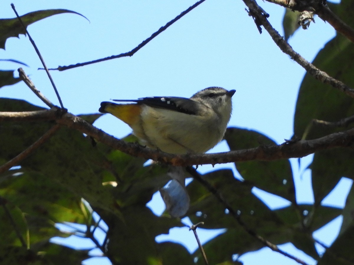 Spotted Pardalote (Spotted) - ML620982800