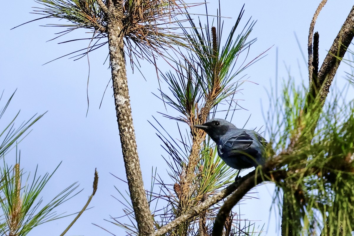 Sulawesi Cicadabird - ML620982816