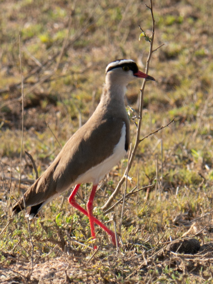 Crowned Lapwing - ML620982827