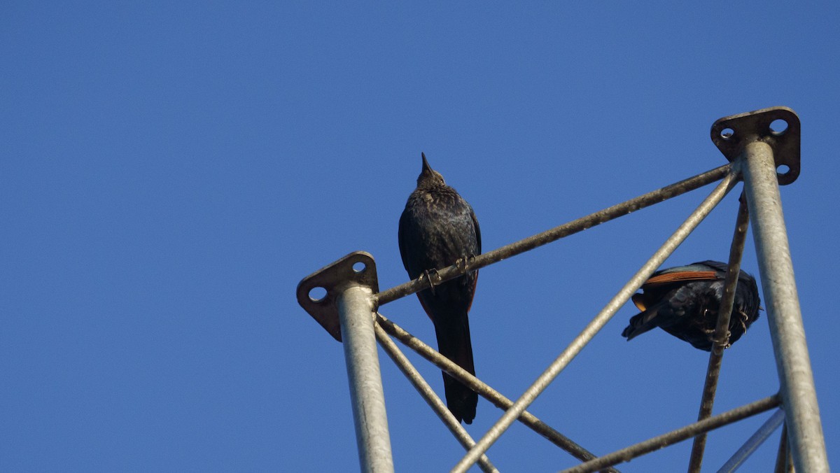 Red-winged Starling - ML620982830