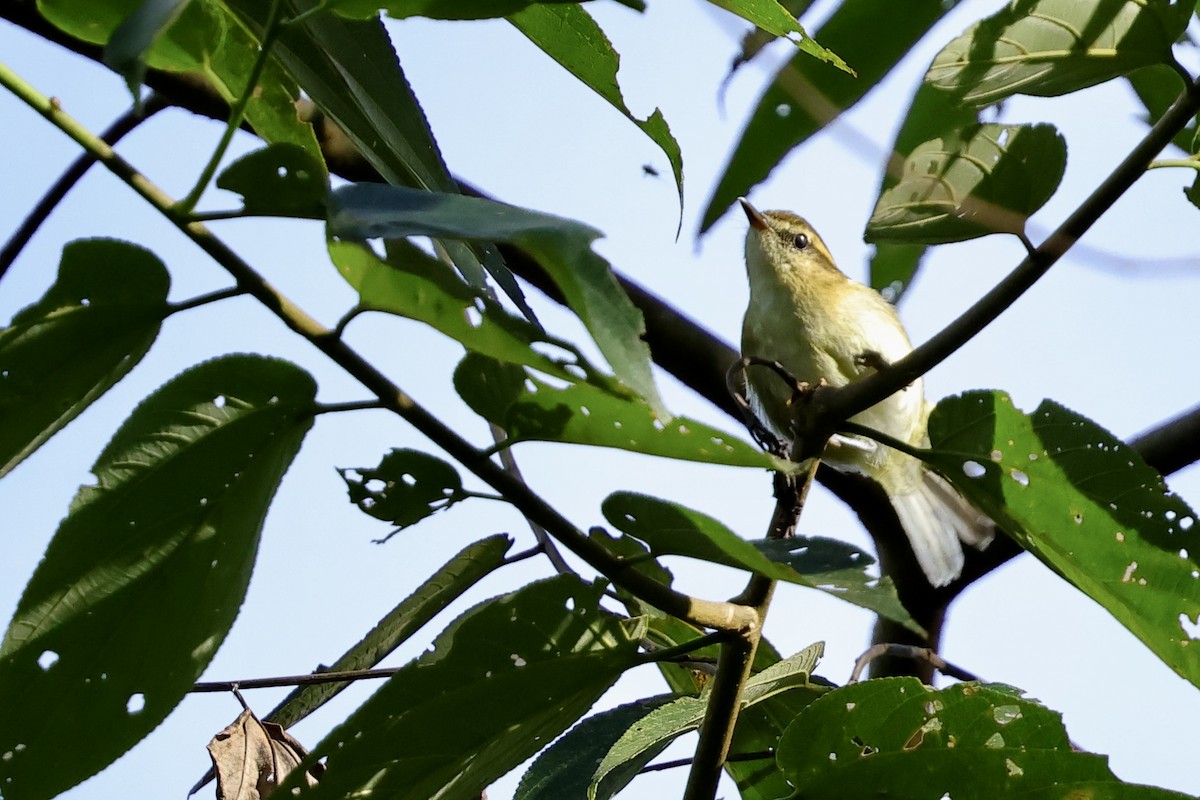 Lompobattang Leaf Warbler - ML620982837