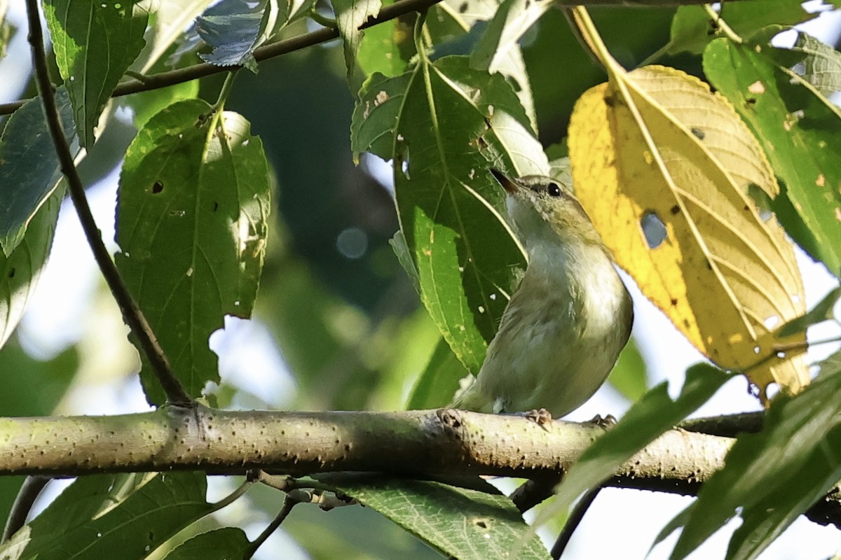 Lompobattang Leaf Warbler - ML620982838