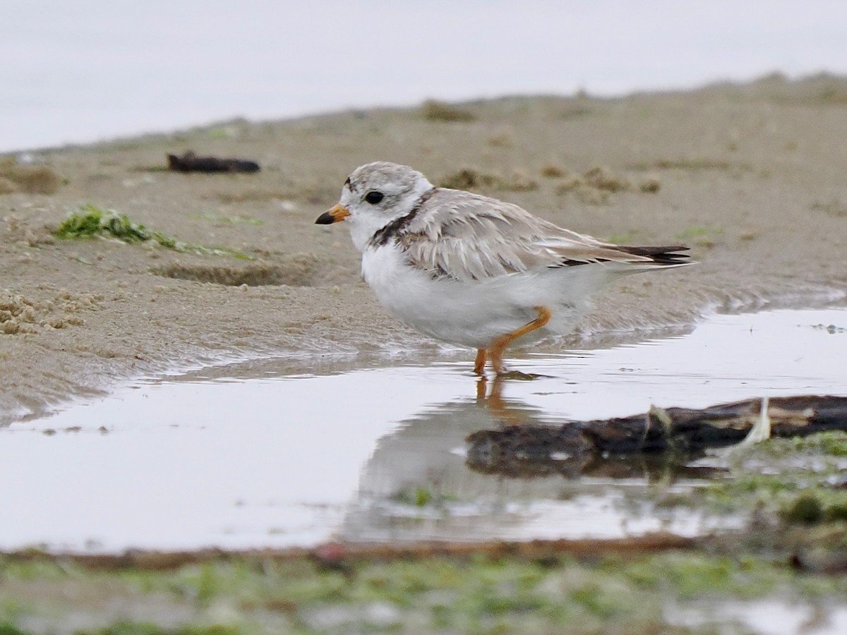Piping Plover - ML620982841