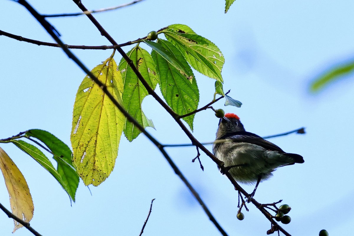 Crimson-crowned Flowerpecker - ML620982849