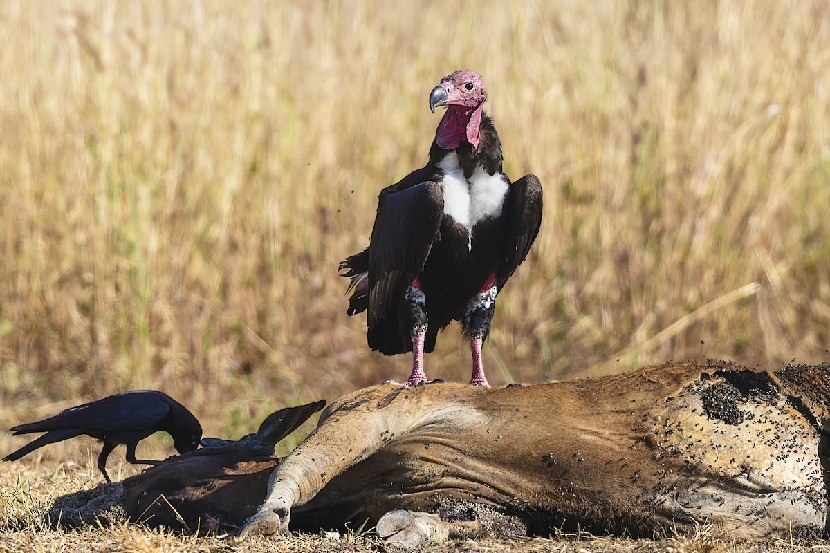 Red-headed Vulture - ML620982866
