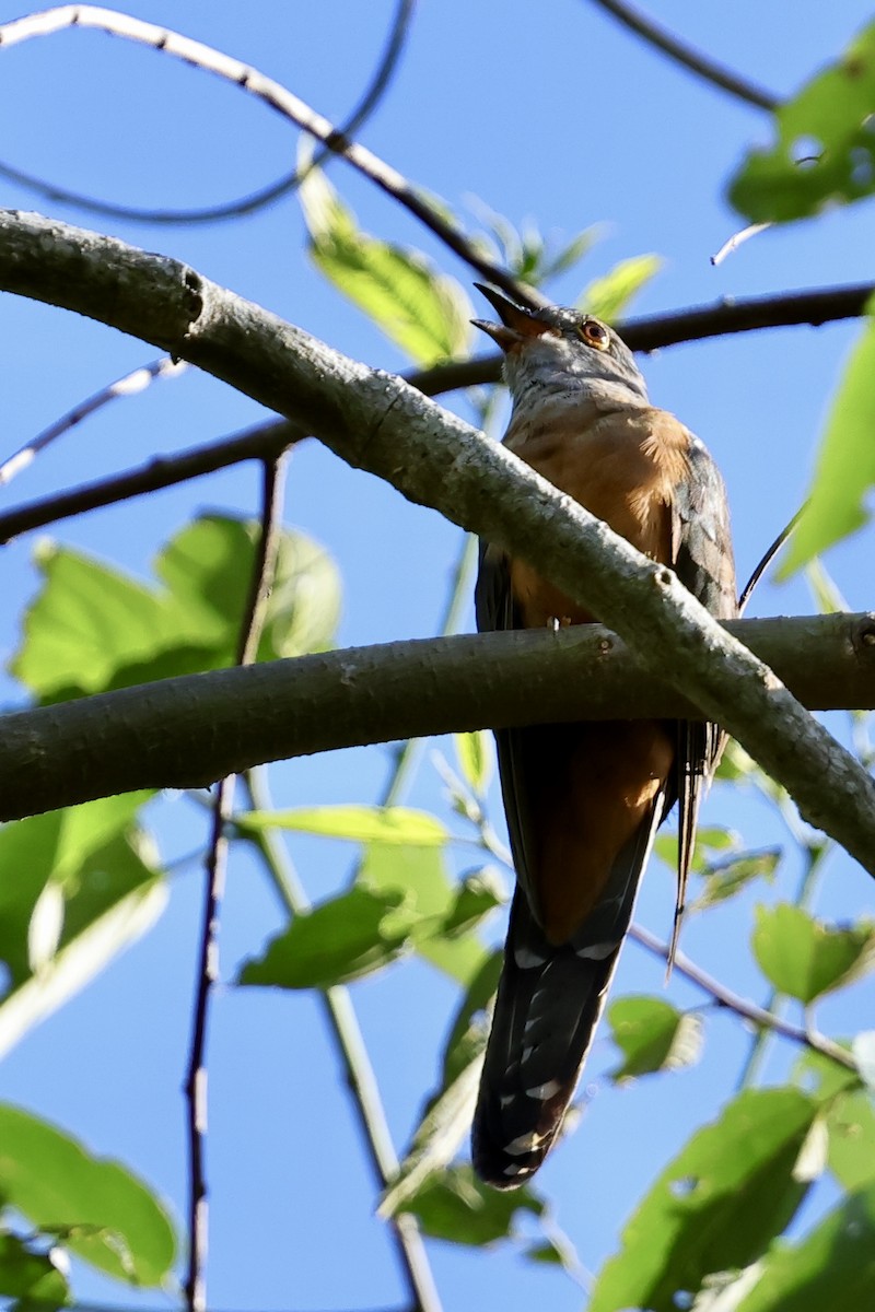 Brush Cuckoo (Sulawesi) - ML620982871