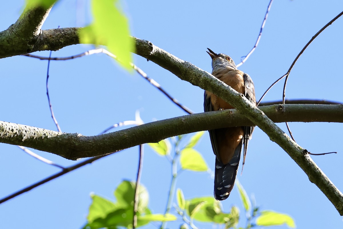 Brush Cuckoo (Sulawesi) - ML620982872
