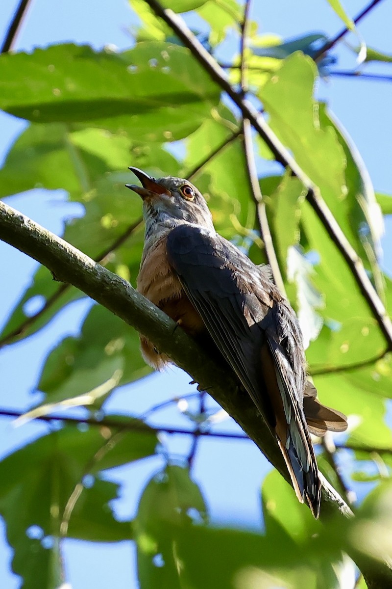 Brush Cuckoo (Sulawesi) - ML620982873