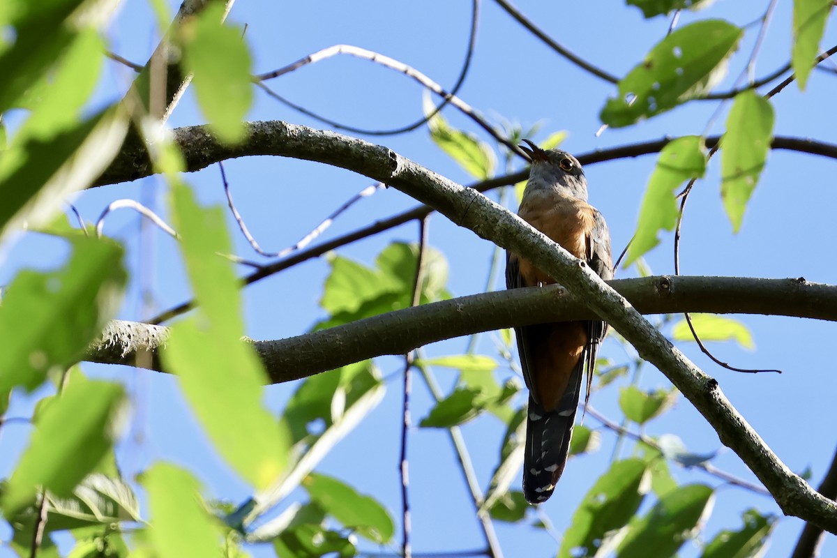 Brush Cuckoo (Sulawesi) - ML620982874