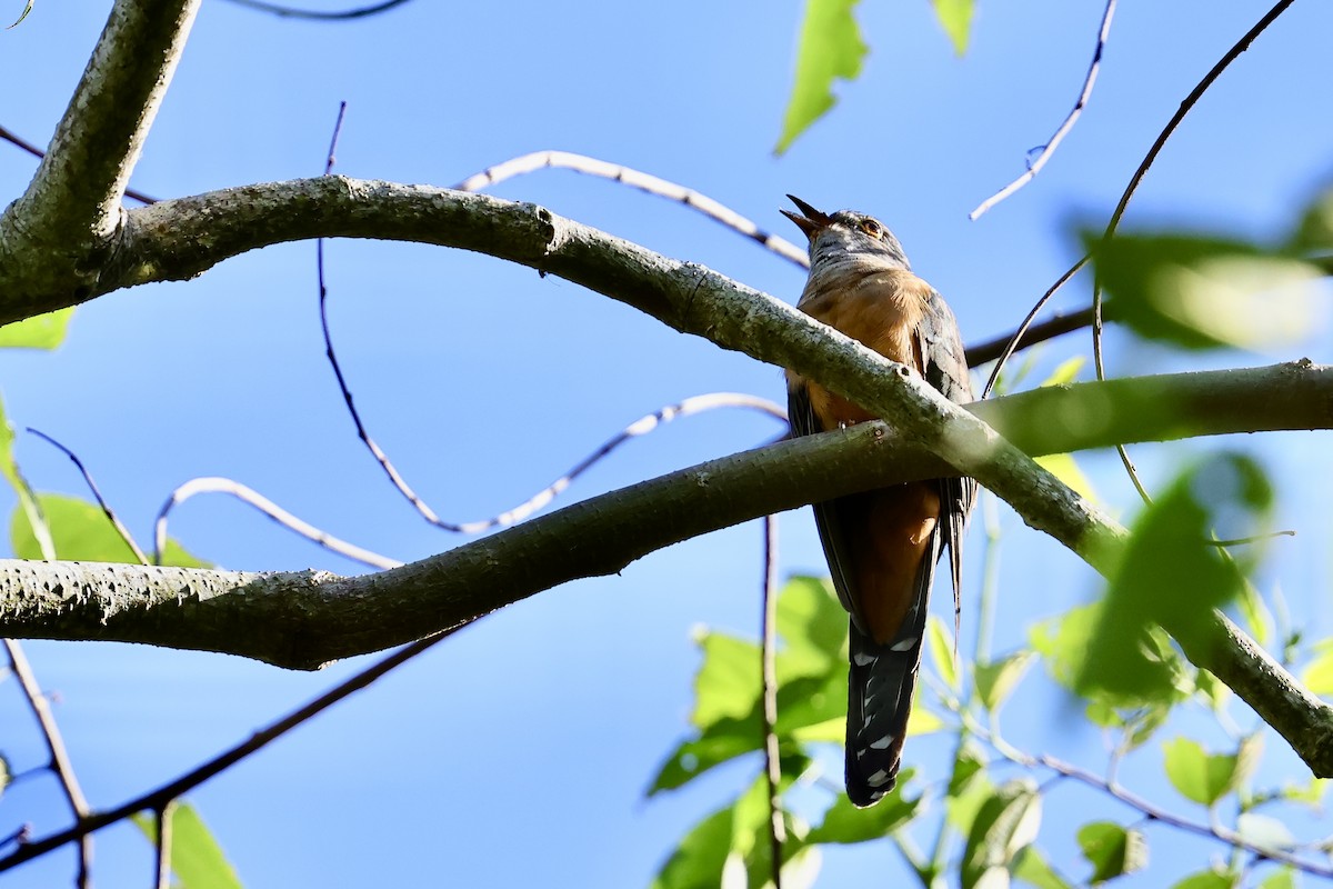 Brush Cuckoo (Sulawesi) - ML620982875