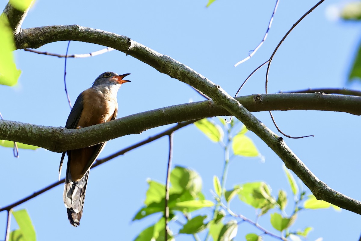 Brush Cuckoo (Sulawesi) - ML620982877