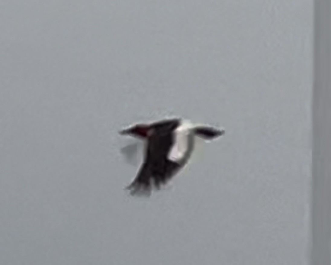 Red-headed Woodpecker - ML620982886