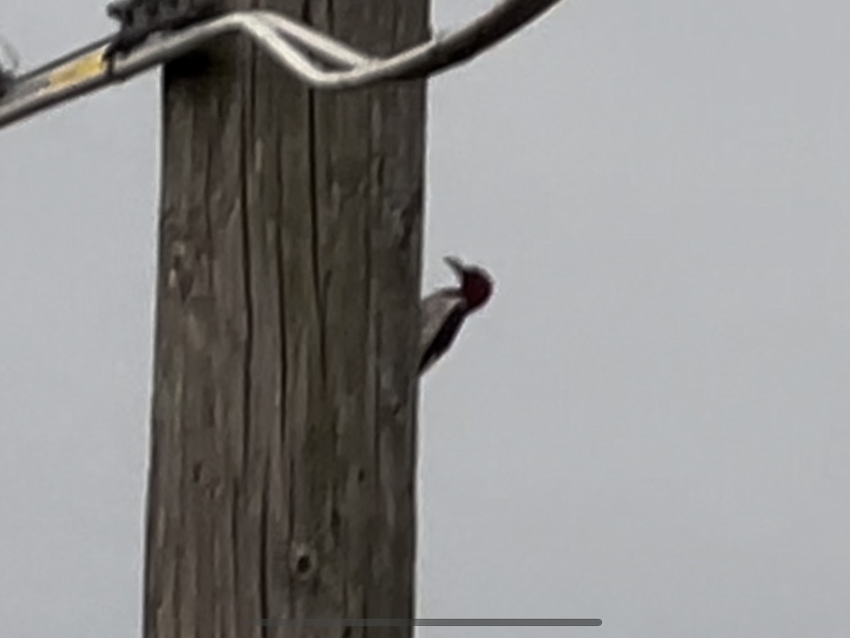 Red-headed Woodpecker - ML620982887