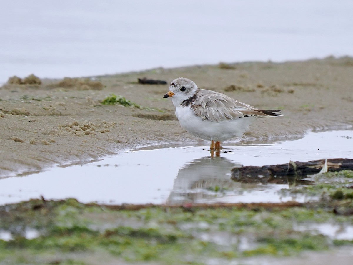 Piping Plover - ML620982898
