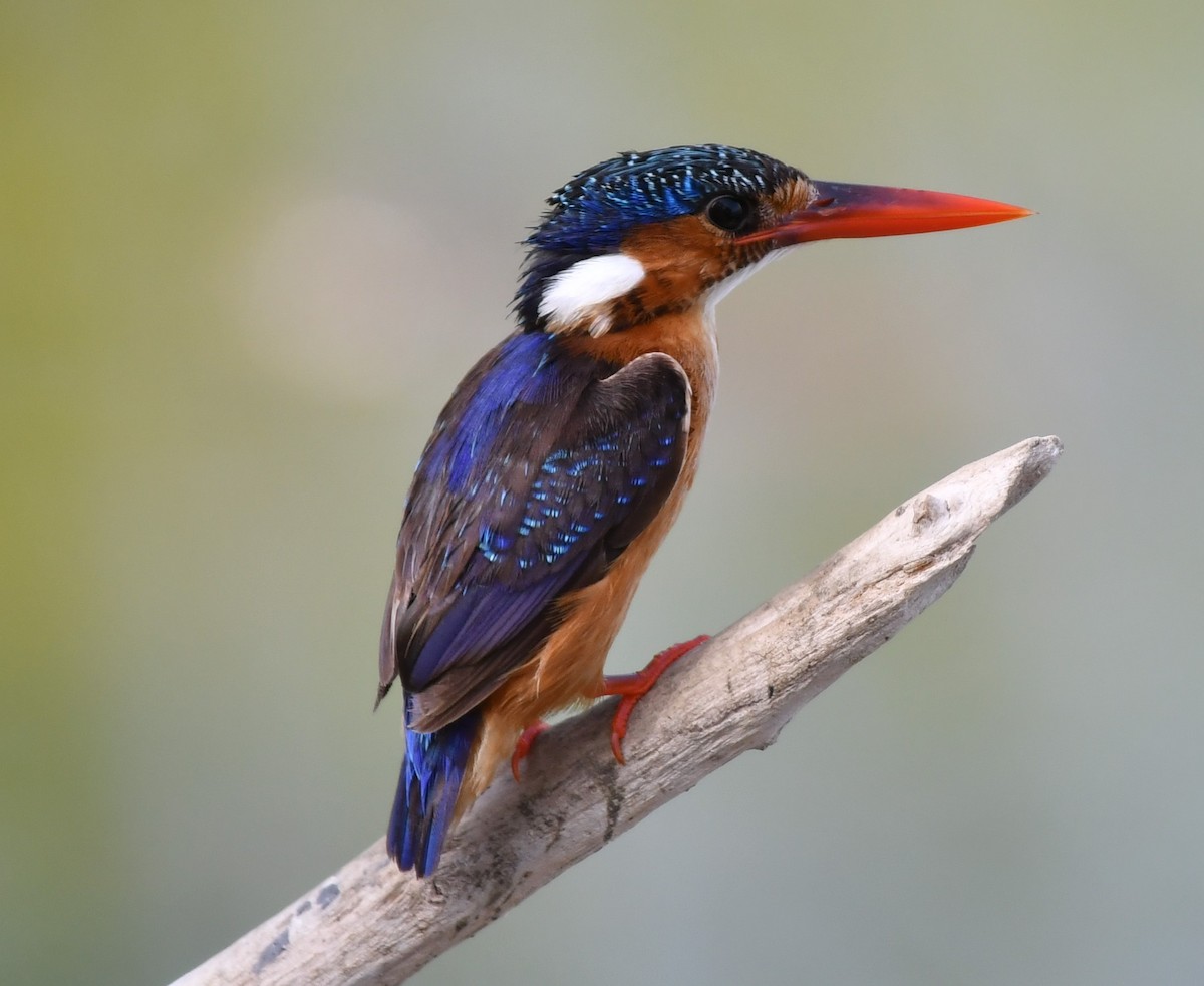 African Pygmy Kingfisher - ML620982901