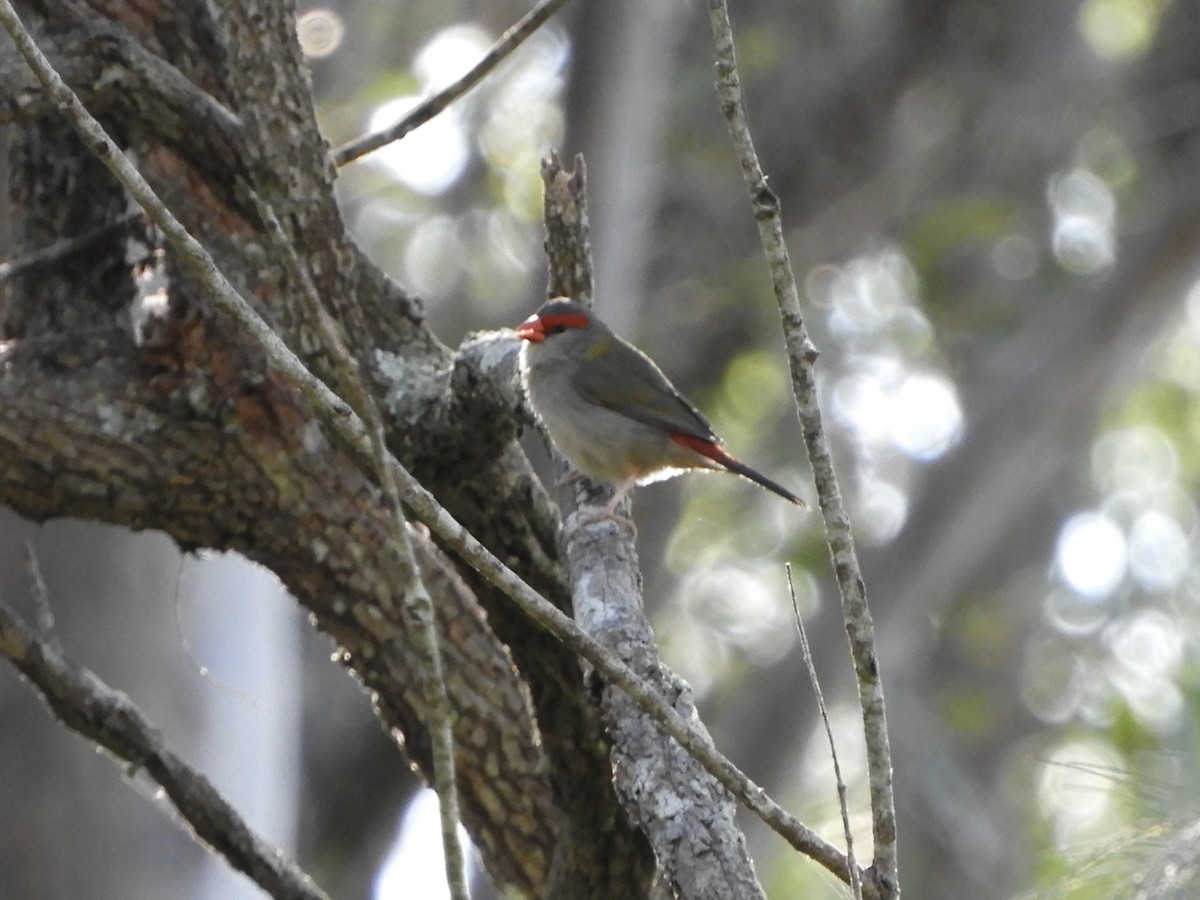 Red-browed Firetail - ML620982907