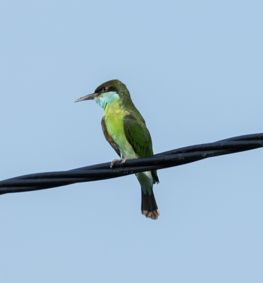 Blue-throated Bee-eater - ML620982919