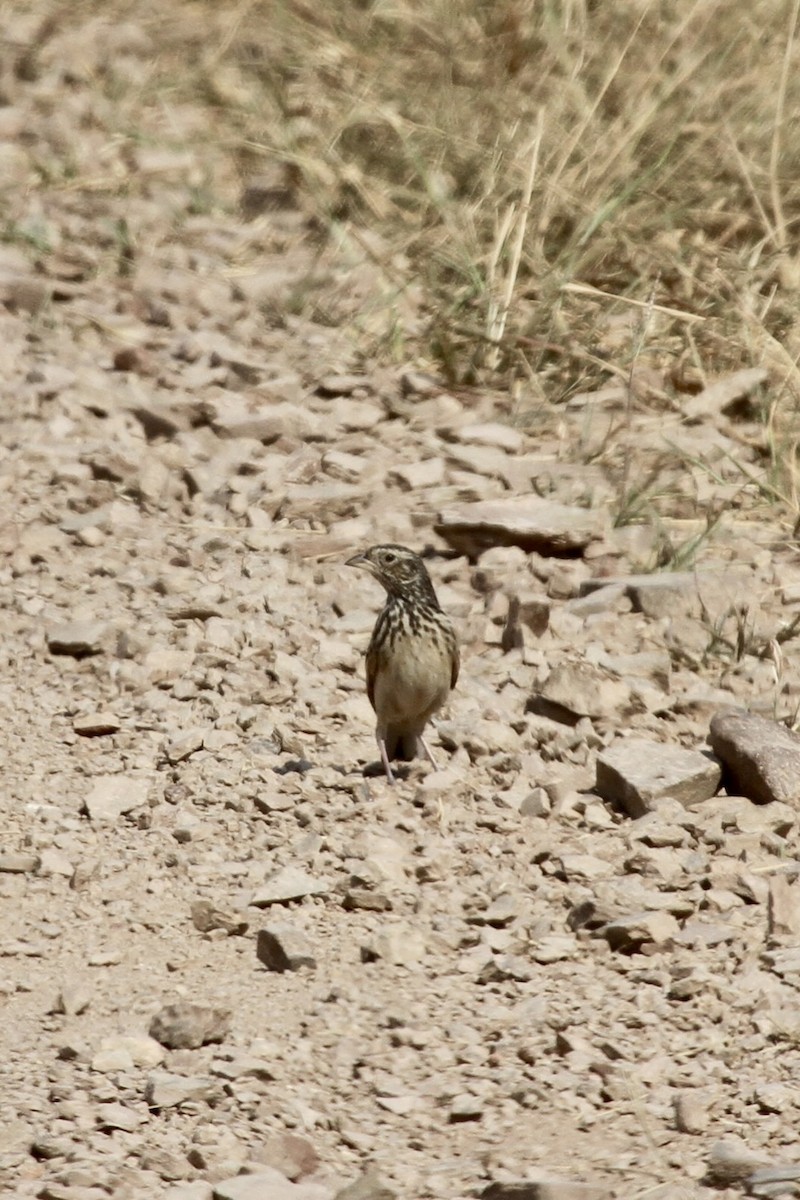 African Pipit - ML620982922