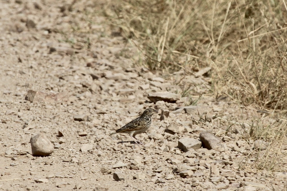 African Pipit - ML620982926