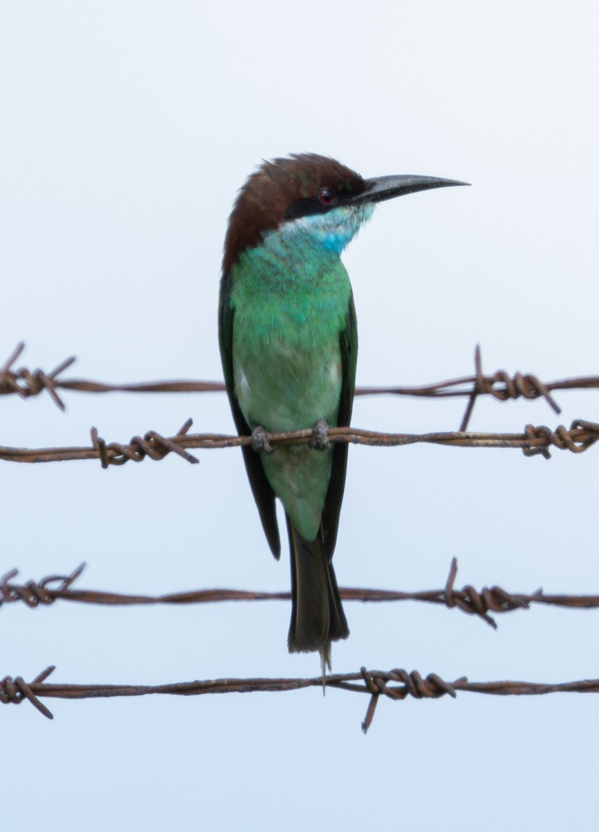 Blue-throated Bee-eater - ML620982928