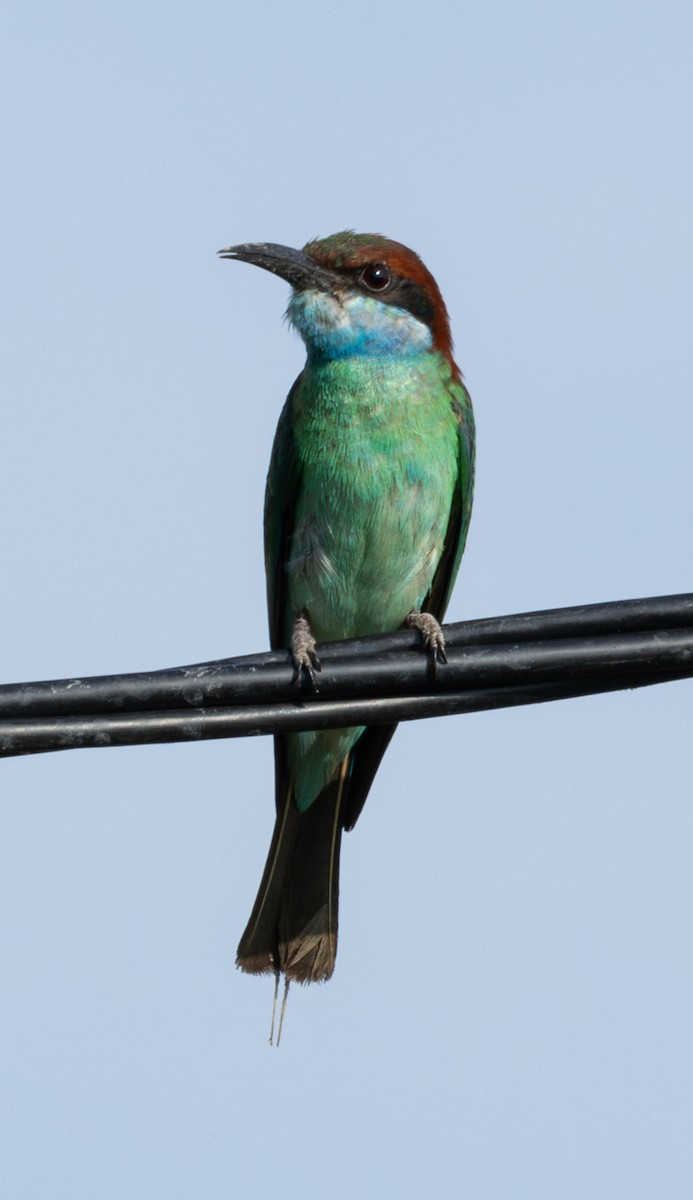 Blue-throated Bee-eater - ML620982930