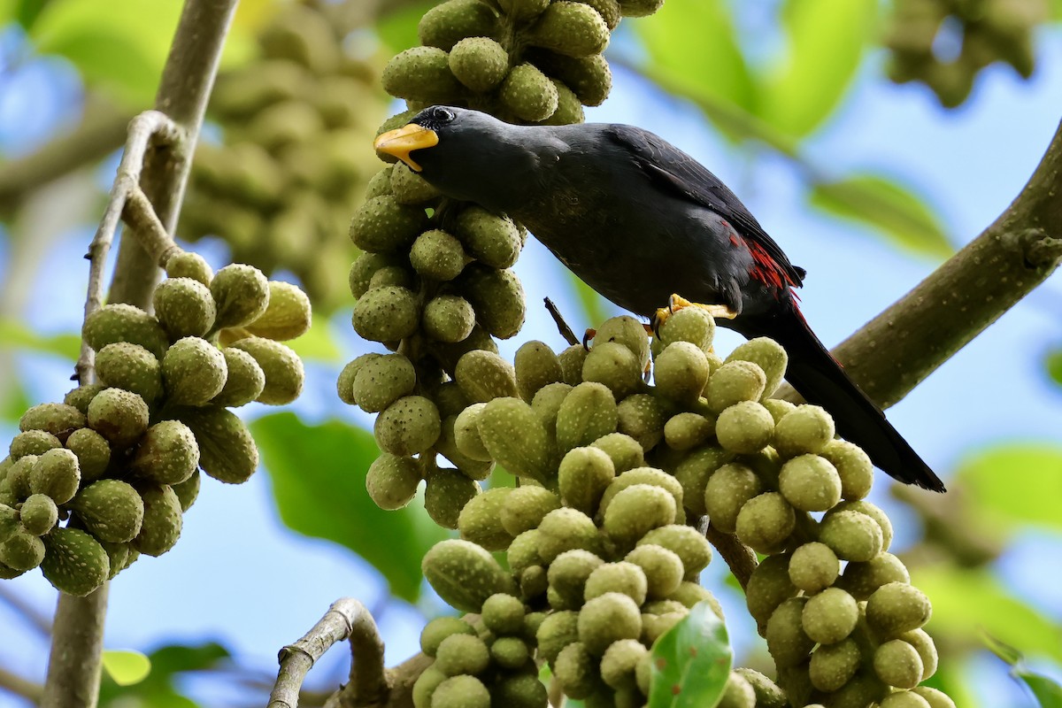 Finch-billed Myna - ML620982937