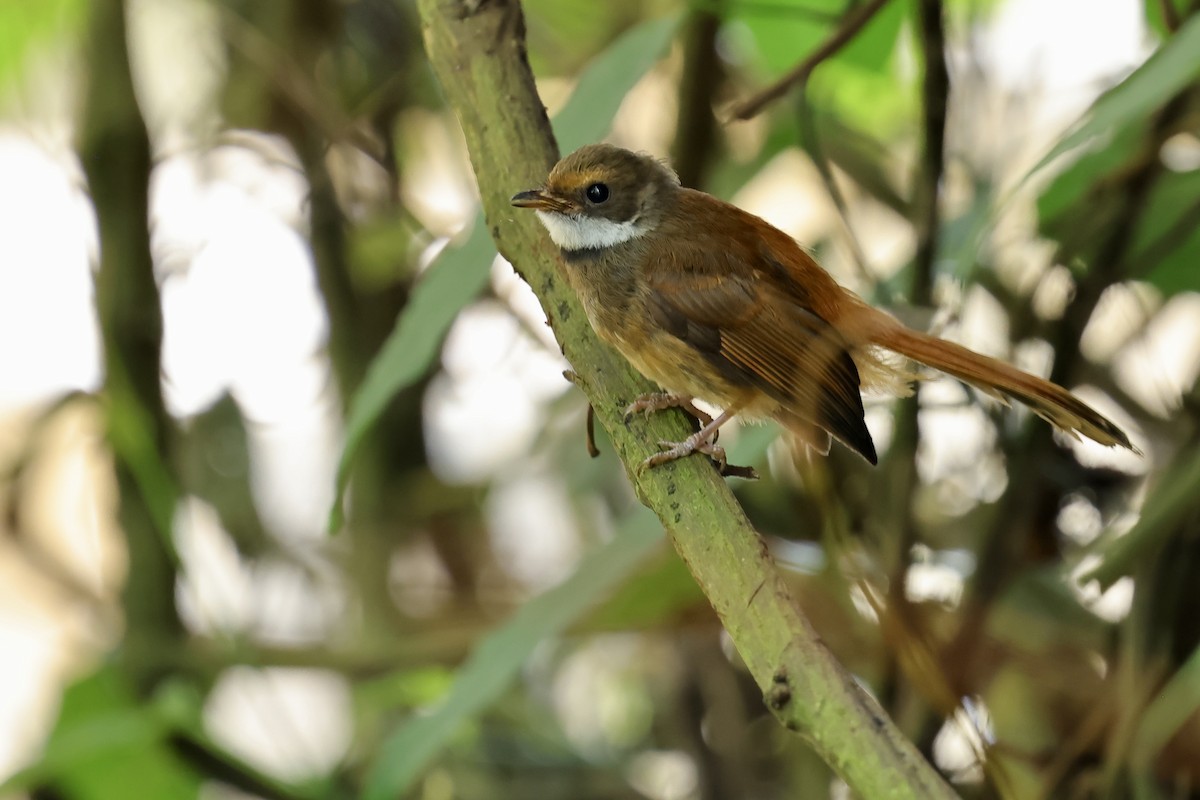 Sulawesi Fantail - Anonymous