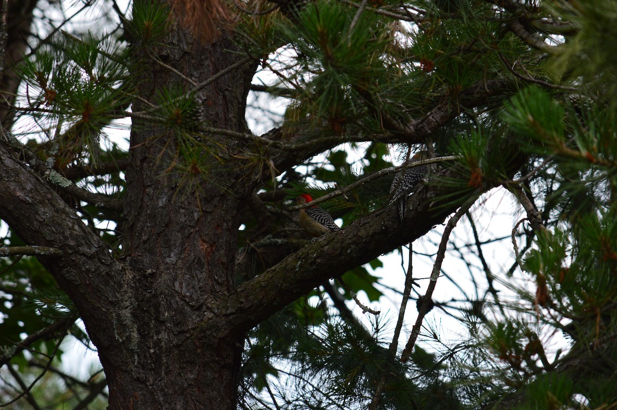 Red-bellied Woodpecker - ML620982997