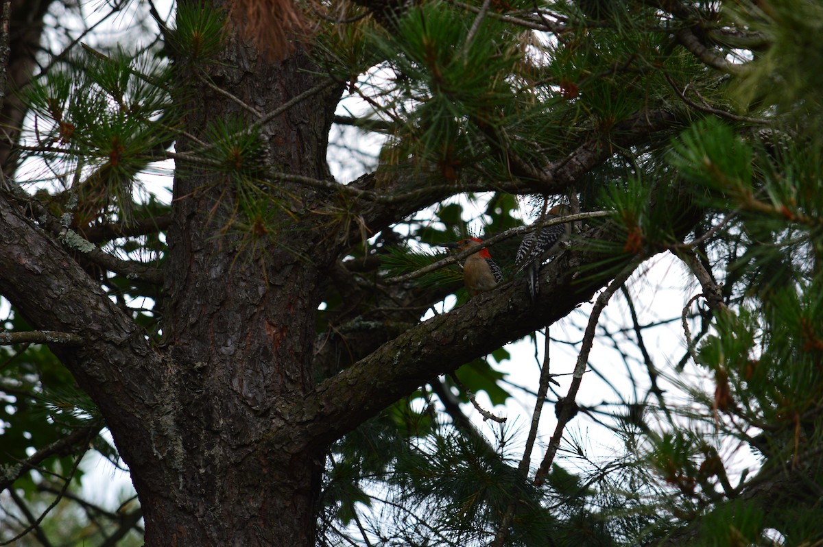Red-bellied Woodpecker - Anton Kaska