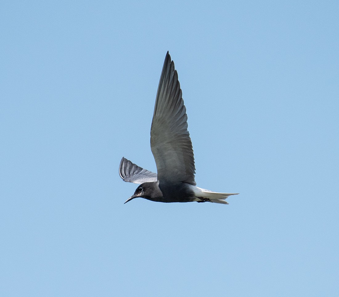 Black Tern - ML620983009