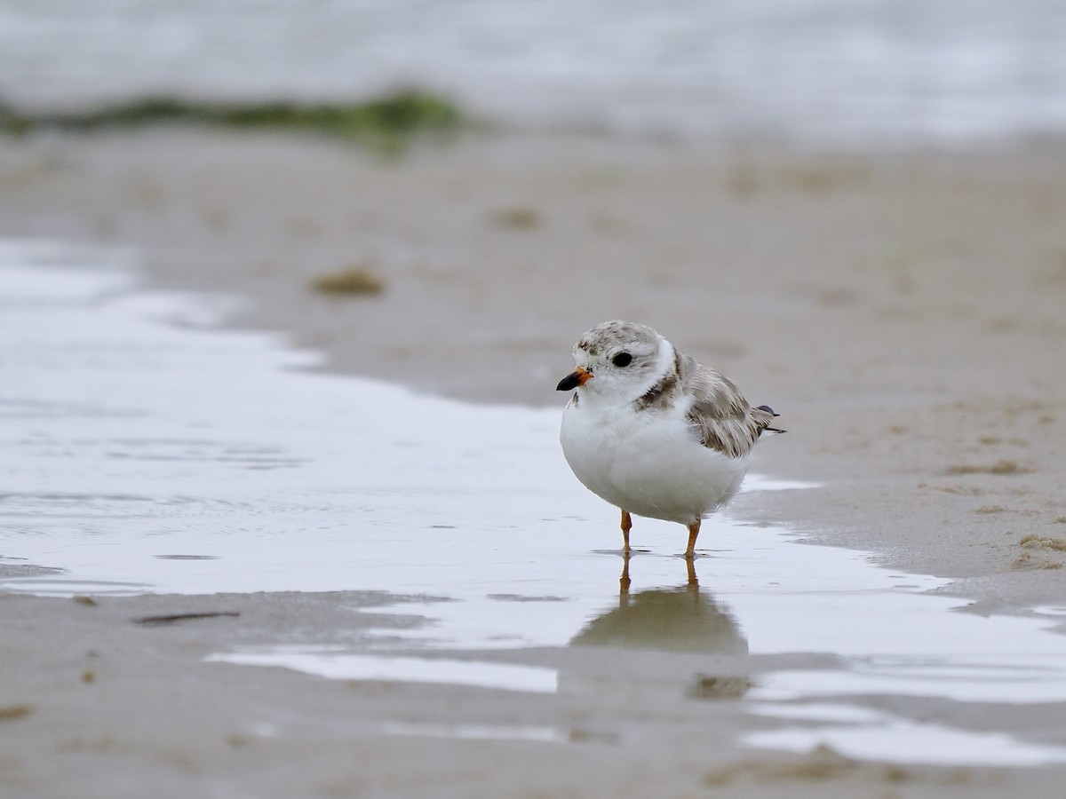 Piping Plover - ML620983025