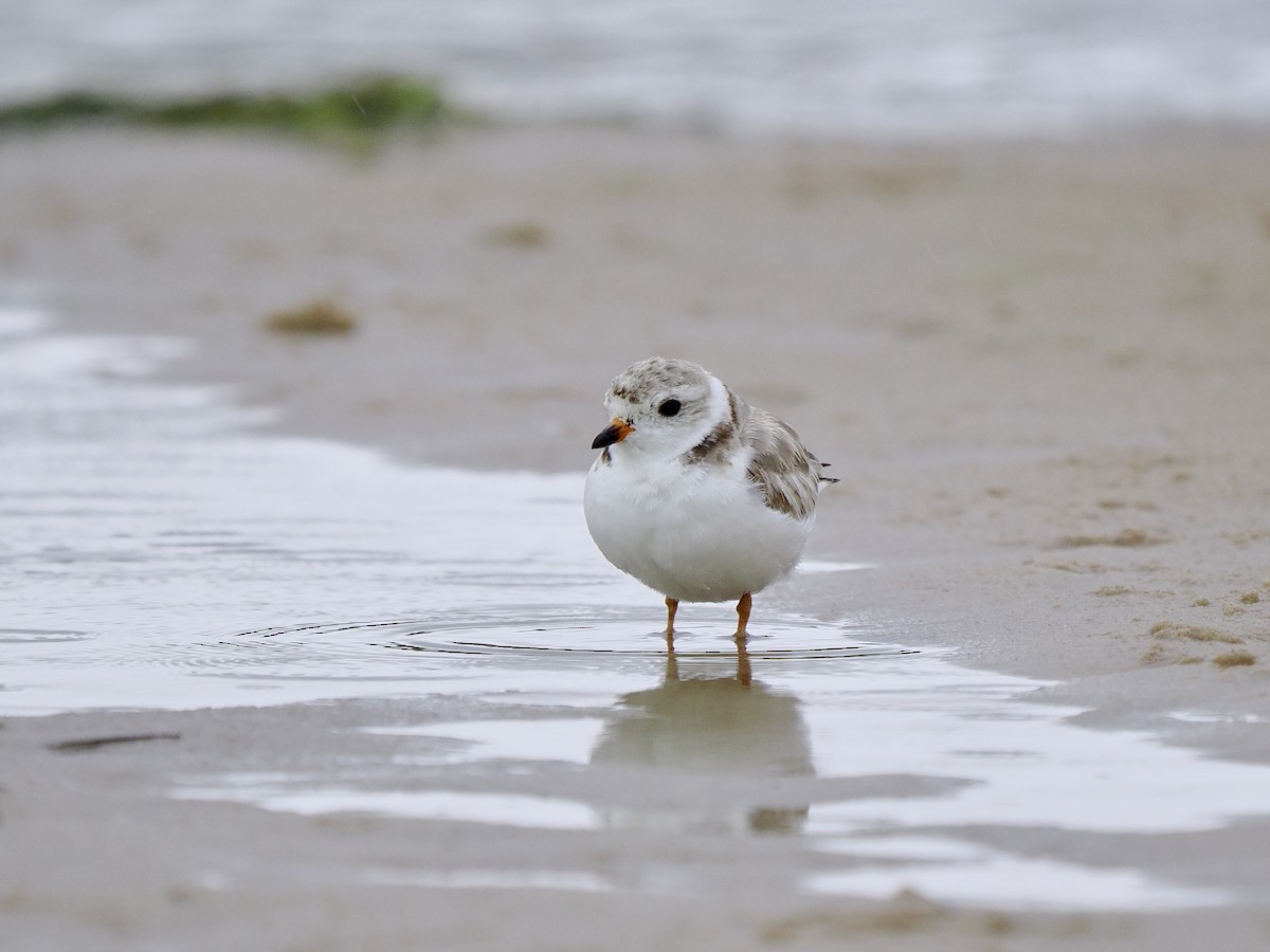 Piping Plover - ML620983026