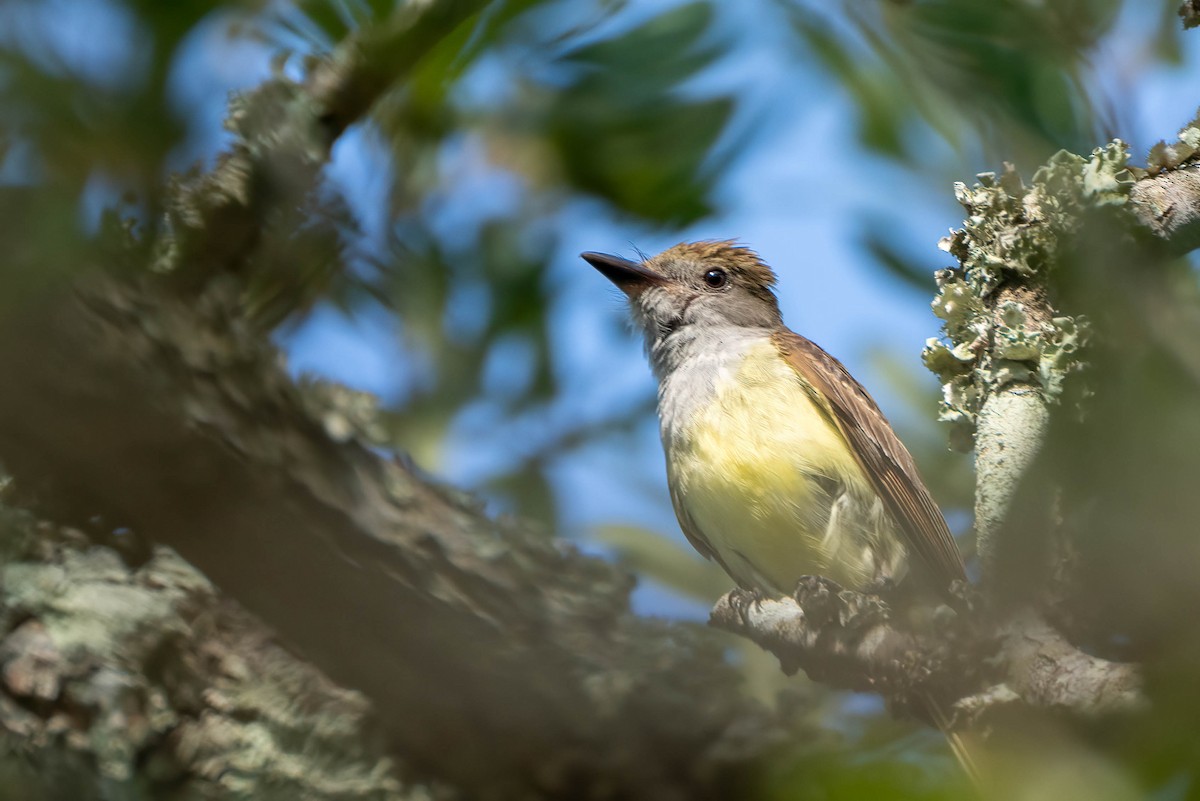 Great Crested Flycatcher - ML620983030