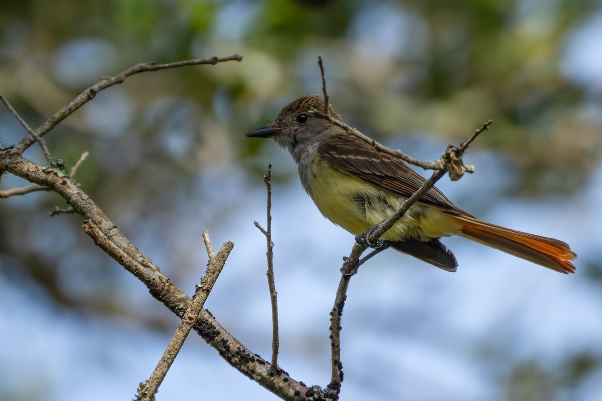 Great Crested Flycatcher - ML620983031