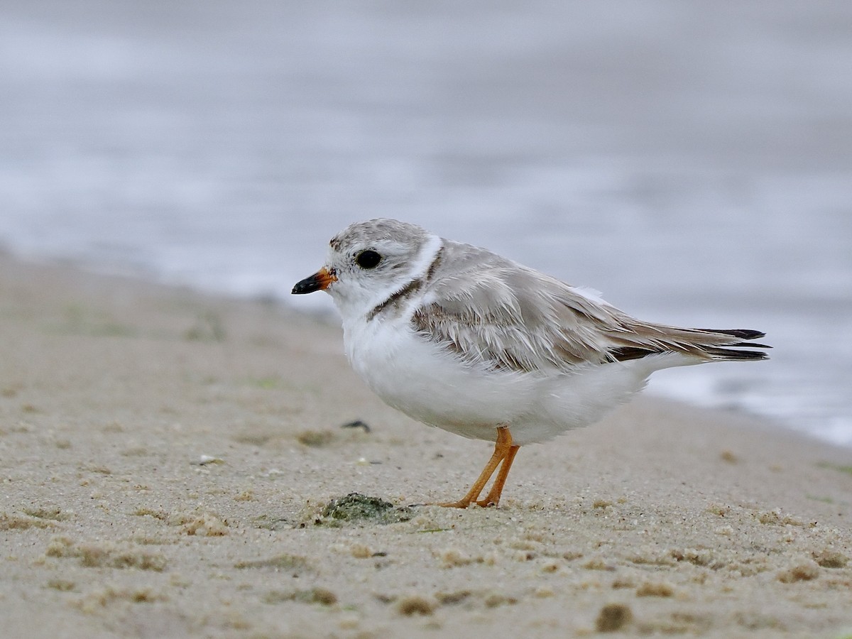 Piping Plover - ML620983096