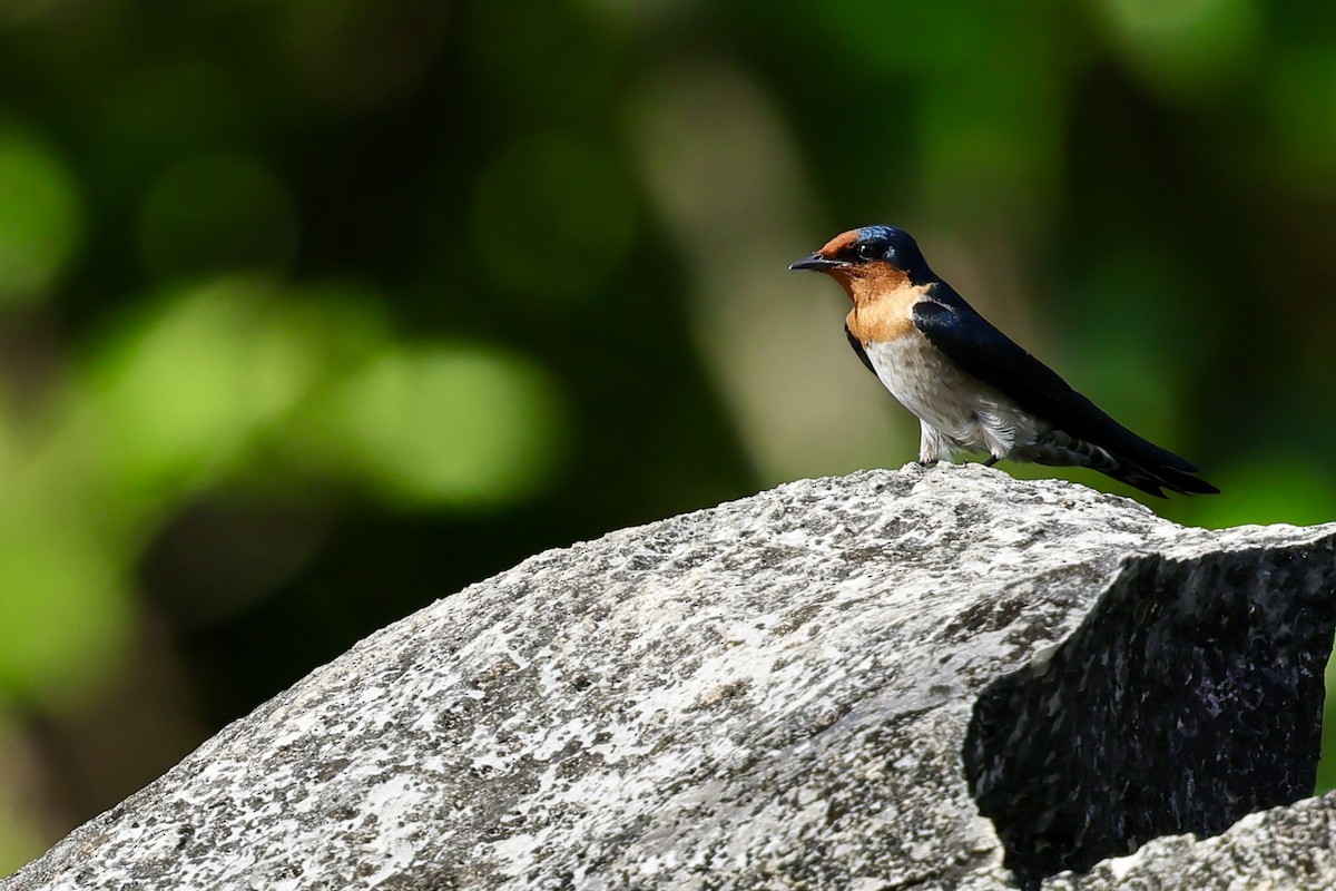 Pacific Swallow - ML620983109