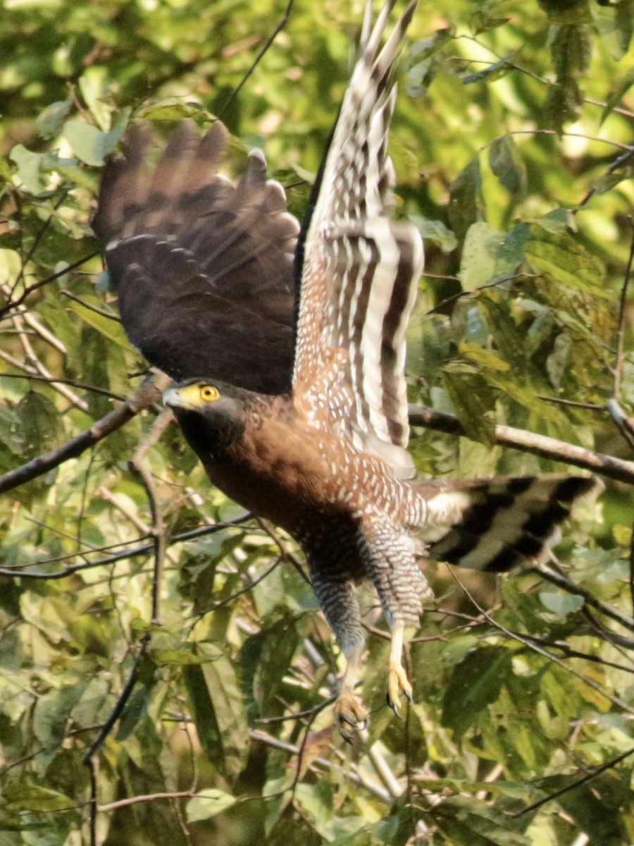 Sulawesi Serpent-Eagle - ML620983128