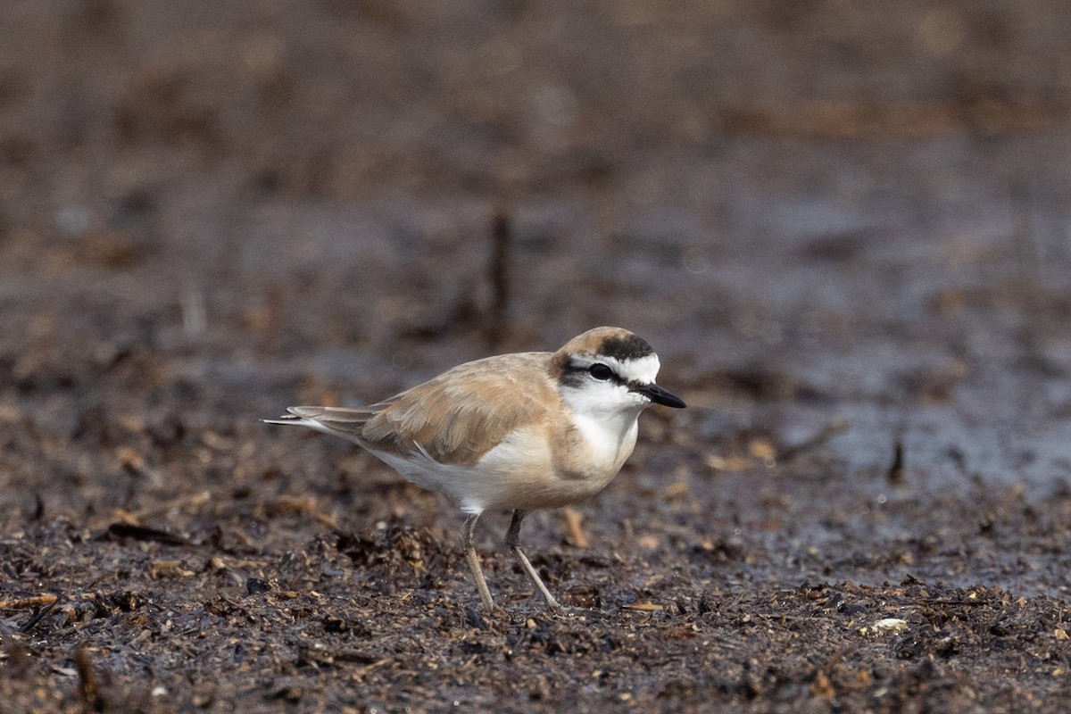 White-fronted Plover - ML620983156